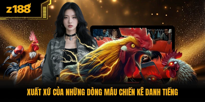 Xuất xứ của những dòng máu chiến kê danh tiếng